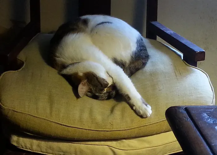 Bed & Breakfast Olimpo 3*